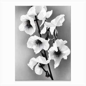 Sweet Pea B&W Pencil 3 Flower Canvas Print