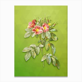 Vintage Pasture Rose Botanical Art on Love Bird Green Canvas Print