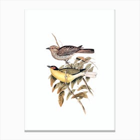 Vintage Yellow Bellied Figbird Bird Illustration on Pure White n.0148 Canvas Print