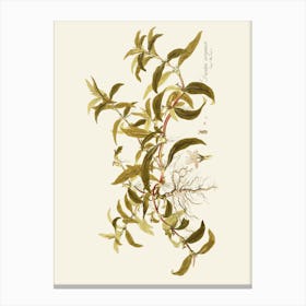 Eucalyptus 8 Canvas Print