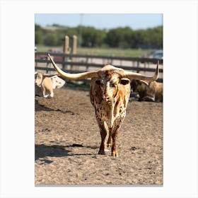 Longhorn Bull 2 Canvas Print