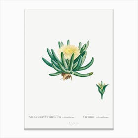 Mesembryanthemum Linguiforme, Pierre Joseph Redoute Canvas Print