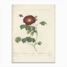 Rose Illustration, Pierre Joseph Redoute(107) Canvas Print