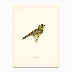 Yellowhammer Female (Emberiza Citrinella), The Von Wright Brothers Canvas Print