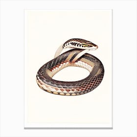 Banded Krait Snake Vintage Canvas Print