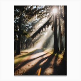 Sun Shining Through Trees Canvas Print