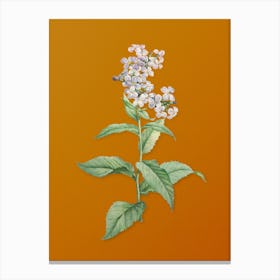 Vintage White Gillyflower Bloom Botanical on Sunset Orange n.0114 Canvas Print