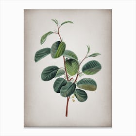Vintage Alpine Buckthorn Plant Botanical on Parchment n.0683 Canvas Print