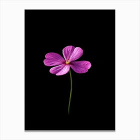 Single Purple Flower Isolated On Black Background Canvas Print