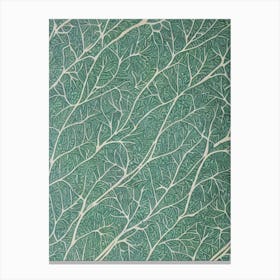 Paperbark Maple 2 tree Vintage Botanical Canvas Print