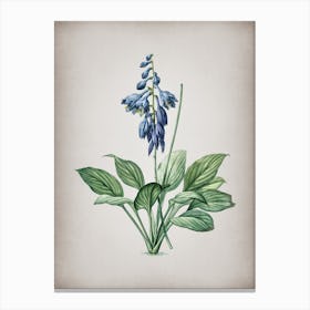 Vintage Daylily Botanical on Parchment n.0409 Canvas Print