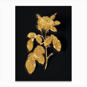 Vintage Red Gallic Rose Botanical in Gold on Black n.0405 Canvas Print