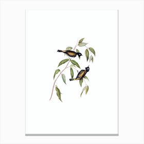 Vintage Black Headed Honeyeater Bird Illustration on Pure White n.0215 Canvas Print