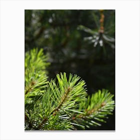 Pine Needles On A Branch Canvas Print