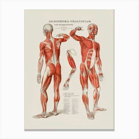 Anatomy Of The Human Body Canvas Print