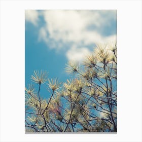 Pine in the sunshine Canvas Print