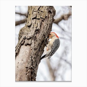 Redbellied Woodpecker Eating Canvas Print
