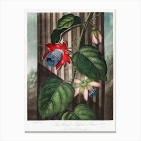 The Winged Passion Flower From The Temple Of Flora (1807), Robert John Thornton Canvas Print