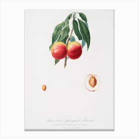 Peach (Persica Psillidermis) From Pomona Italiana (1817 1839), Giorgio Gallesio Canvas Print