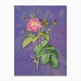 Vintage Harsh Downy Rose Botanical Illustration on Veri Peri n.0109 Canvas Print