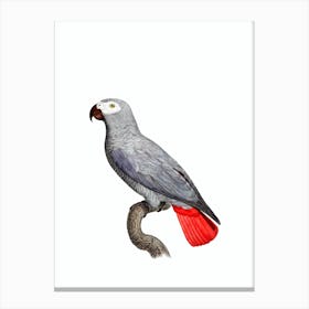 Vintage Congo Grey Parrot Bird Illustration on Pure White Canvas Print