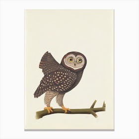 Owl Illustration Bird Canvas Print