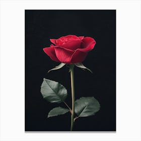 Red Rose On Black Background 11 Canvas Print