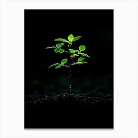 Young Tree On The Ground Canvas Print