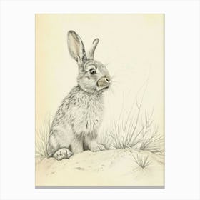 Mini Lop Rabbit Drawing 3 Canvas Print
