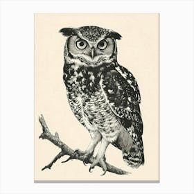 Spectacled Owl Vintage Illustration 1 Canvas Print