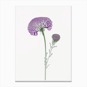 Scabiosa Floral Minimal Line Drawing 3 Flower Canvas Print