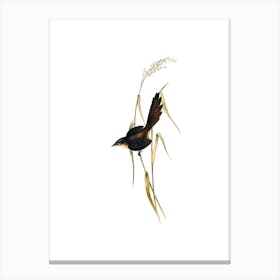 Vintage Australian Bristlebird Bird Illustration on Pure White n.0341 Canvas Print