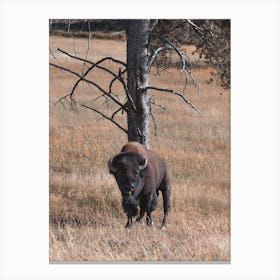 Western Bison Near Tree Canvas Print