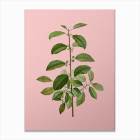 Vintage Alder Buckthorn Botanical on Soft Pink n.0539 Canvas Print