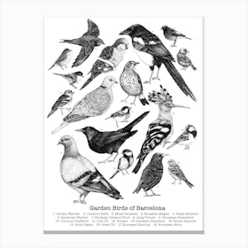 Garden Birds Of Barcelona In Black And White Ink Canvas Print