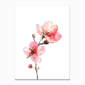 Watercolor Cherry Blossoms Canvas Print