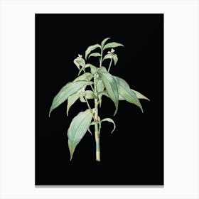 Vintage Commelina Zanonia Botanical Illustration on Solid Black Canvas Print