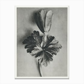 Windblume (1928), Karl Blossfeldt Canvas Print