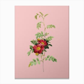 Vintage Alpine Rose Botanical on Soft Pink n.0251 Canvas Print