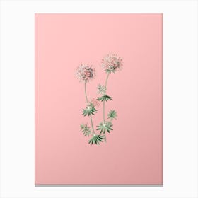 Vintage Crucianella Flower Branch Botanical on Soft Pink n.0378 Canvas Print