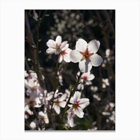 White almond blossoms against the light Canvas Print