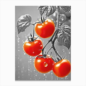 Tomatoes on the tree Canvas Print