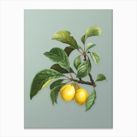 Vintage Ripe Plums on a Branch Botanical Art on Mint Green n.0013 Canvas Print