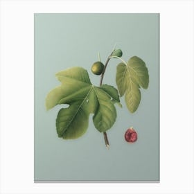 Vintage Briansole Figs Botanical Art on Mint Green n.0980 Canvas Print