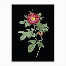 Vintage Red Portland Rose Botanical Illustration on Solid Black Canvas Print