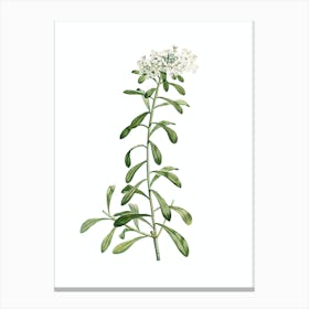Vintage Small White Flowers Botanical Illustration on Pure White n.0257 Canvas Print