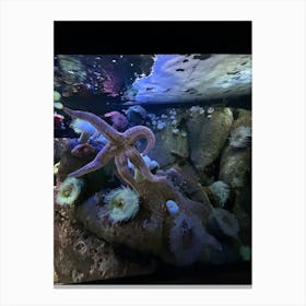 Starfish In Aquarium Canvas Print