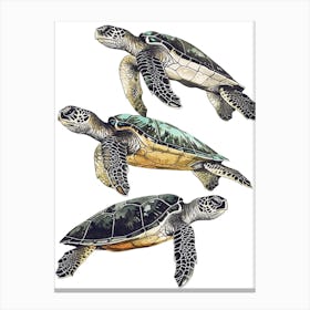 Three Minimalist Vintage Sea Turtles 2 Canvas Print