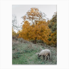 Sheep Grazing Canvas Print