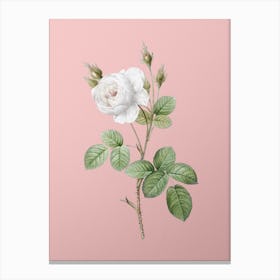 Vintage White Misty Rose Botanical on Soft Pink n.0154 Canvas Print